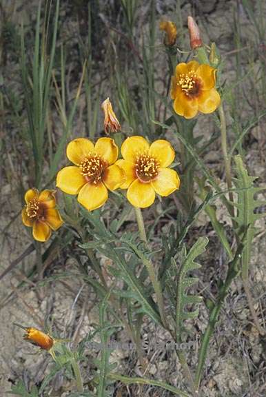 mentzelia pectinata 1 graphic